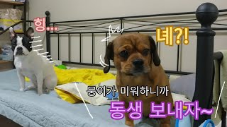 동생을 다른사람에게 줄거라고 했더니 오빠 강아지의 반응 | 현실남매