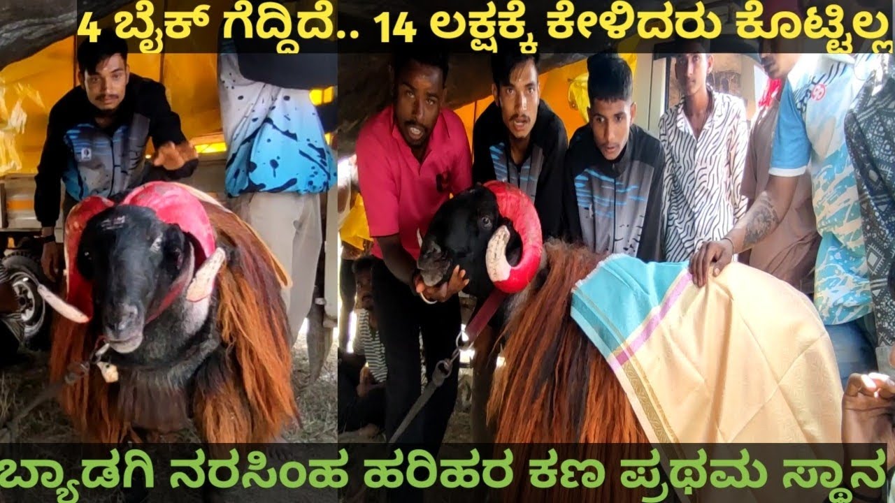 ಬ್ಯಾಡಗಿ ನರಸಿಂಹ...ಹರಿಹರ 2 ಲಕ್ಷ ರೂಪಾಯಿ ಕಣ winner🔥