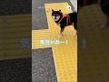 仕事終わりに散歩に合流したら♪｜PECO #黒柴 #柴犬 #柴犬のいる暮らし  #犬 #shiba #shibainu #shibainulife #shibainulove #dog
