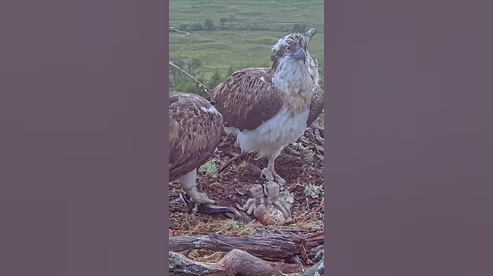 P#943- Review mother birds brings food to feed her babies in the nest, baby birds life #birdslover