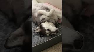 Husky Peacefully Relaxes on His Back - 1504870