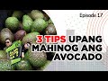 Alam Niyo Ba? Episode 17 | 3 Tips to Ripe your Avocado