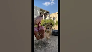 شاهد كيف الأسد يبلع اللحمه كامله 