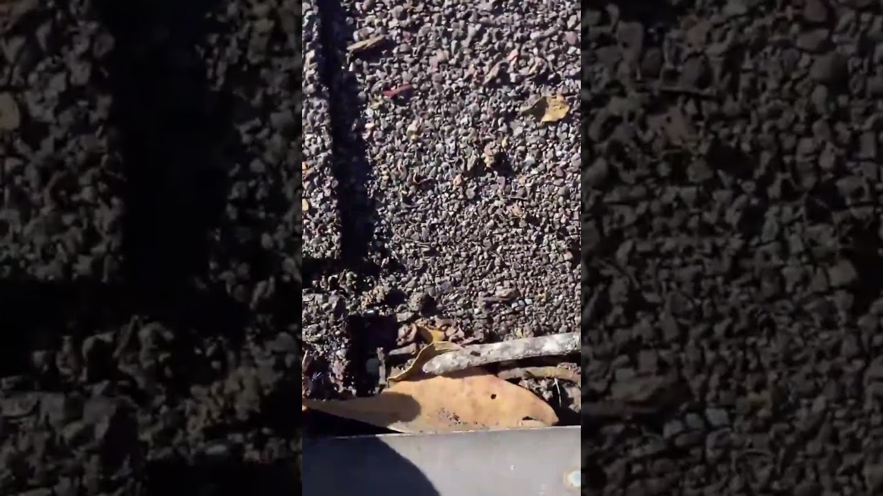 How are the shingles on your roof?