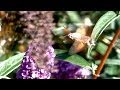 &quot;Colibri butterfly&quot; - Hummingbird Hawk Moth (Macroglossum stellatarum)