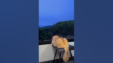 Chuẩn luôn á #coderdecor #decorgoclaptrinh