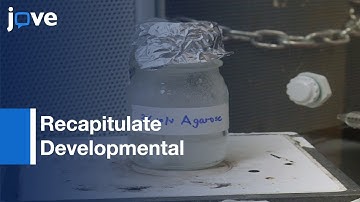 3D Tissue Engineered Aligned Astrocyte Networks: Developmental Mechanisms l Protocol Preview