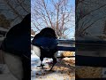 My magical backyard #edmonton #birds #feeding #discoveringcanada #canadadiaries