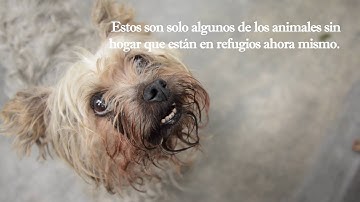 Animales sin hogar te necesitan ahora