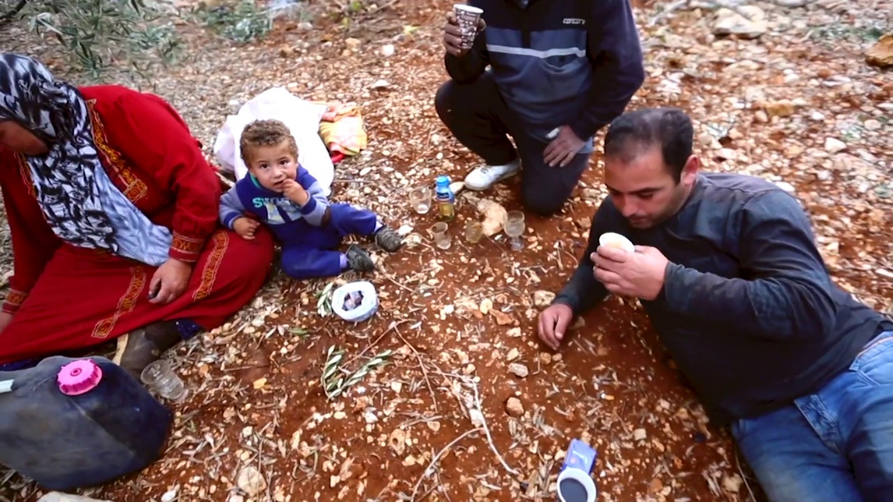 The Story of Palestinian Olive Oil - Al'ard Palestine