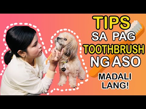 PAANO MAG TOOTH BRUSH NG ASO | SHIH TZU CARING TIPS |PAANO MAG ALAGA NG SHIH TZU PUPPY | SHIH TZU PH