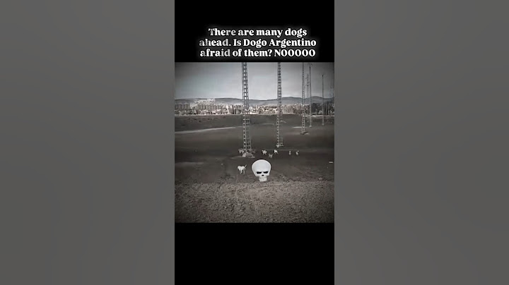 Dogo Argentino vs Street Dogs💀#shorts / #youtubeshorts