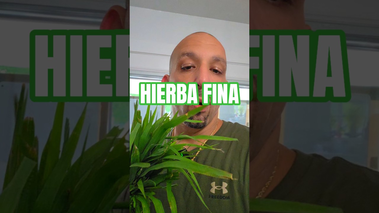 HIERBA FINA