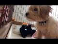 【Live Camera】Today's Colo ～HOME ALONE the 43th day～【Maltipoo】今日のコロ  ～お留守番43日目～