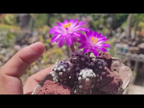 Video: Mammillaria teave – õppige Mammillaria kaktusetaimede kasvatamise kohta