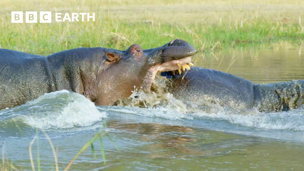 🔴 LIVE: Greatest Fights In The Animal Kingdom: Part 7