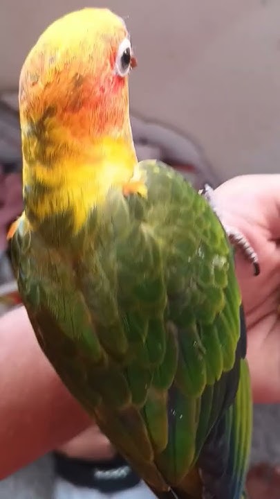 Sun Conure Tamed Going To My Native Place birdslover smallconure native-place-meaning-in-hindi-native-place-ka-matlab-kya-hota-hai