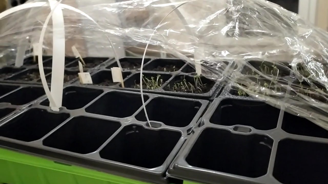 Эксперимент с выращиванием цветов из семян фирм Аэлита, Гавриш, Русский Огород фотки