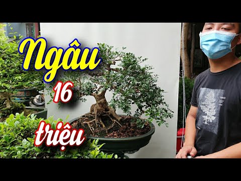 Video SH.6370. Cây Ngâu đẹp có giá bán 16 triệu đồng. Đth... - youtube