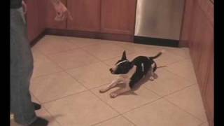 Bull Terrier In Sungles And Learning New Tricks