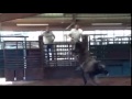 Ace McGuire 436 2 Year Old Bull Ace McGuire 436 2 Year Old Bull