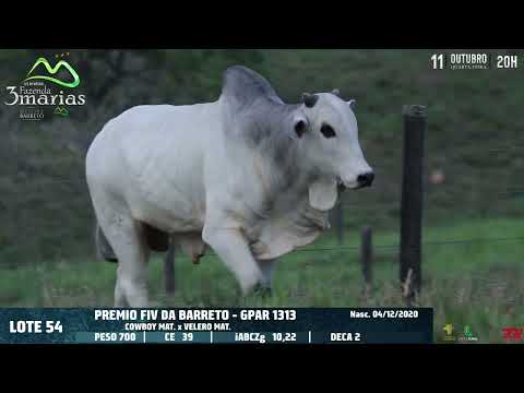 LOTE 54   PREMIO FIV DA BARRETO   GPAR 1313