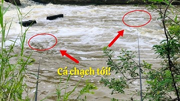 Con nước đầu tiên mùa mưa rất nhiều cá chạch cá rô/câu cá giật đã tay|tập 9