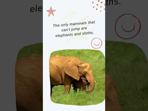 Grounded Giants: Elephants