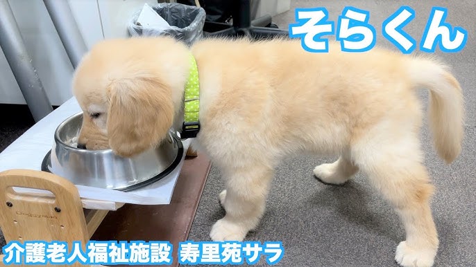 検証 老人ホームで働く犬は 待て と言われたら長時間待てる説 Youtube 検証 老人ホームで働く犬は 待て と言われたら長時間待てる説 Youtube