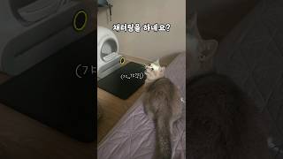 집사도 처음보는 대박이의 채터링 #먼치킨고양이 #cat #cute