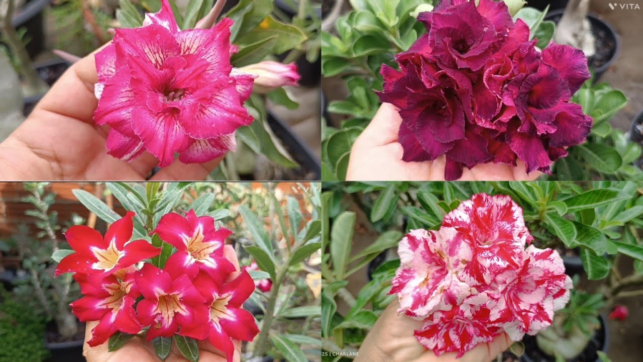 Rosa do Deserto 🌻 Coca-Cola, maracujá, floco de neve, Ghost 🤗🌺🥰