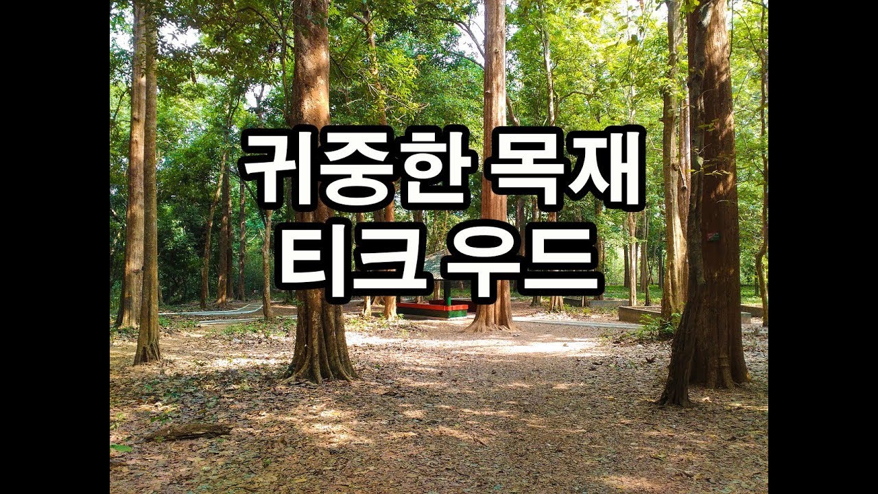 열대지방의 귀중한 목재 티크 우드   Teak wood, prized tropical hardwood