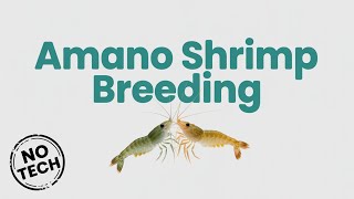 How I Breed 3000 Amano Shrimp 😳🦐💰 (Easy Low Tech)