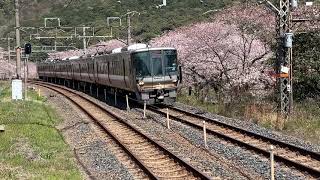 JR阪和線紀州路快速と桜