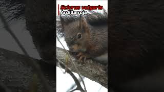 🐿️ ☂️ Ardilla roja se cubre de la lluvia con el rabo #biologia #animals #españa #nature #wildlife