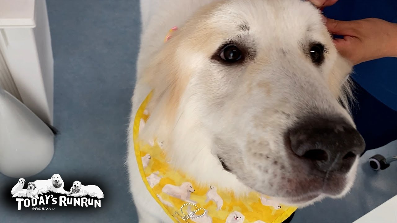 Lily, a Great Pyrenees dog, is now completely white with shampoo