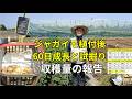 じゃがいも植付後60日目の生長と試掘り#5 2026/5/15
