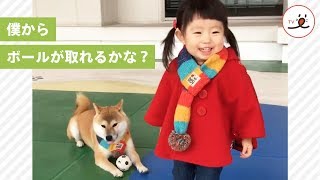 仲良くボールの取り合いをするワンコと女の子【PECO TV】