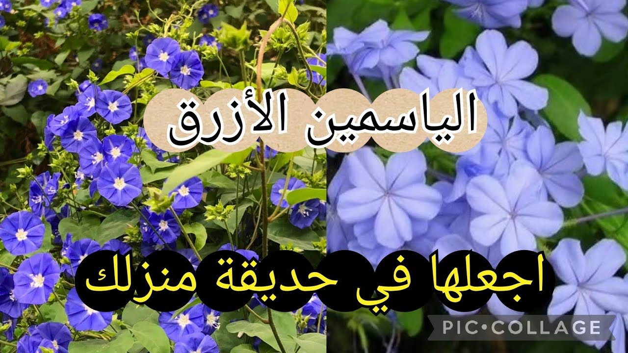 زهرة الياسمين الأزرق ستجعل حديقة منزلك او بلكونة بيتك في أبهى حلة 🪻🪻#explore #garden