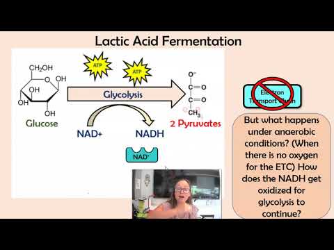 تصویری: واکنش دهنده های تخمیر اسید لاکتیک چیست؟