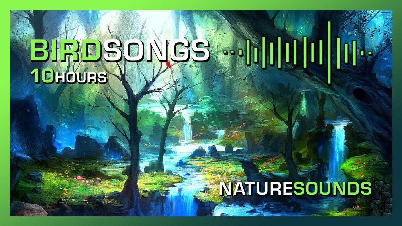 Bird Songs | Birds Singing in the Forest | Nature Relaxation Video ...