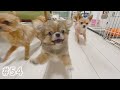 【狆チワ】新入りワンコが先輩たちと仲良くなるまでの1ヶ月の記録【多頭飼い】
