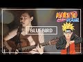 「ブルーバード」Blue Bird (Acoustic Cover) - Naruto Shippuden OP 3