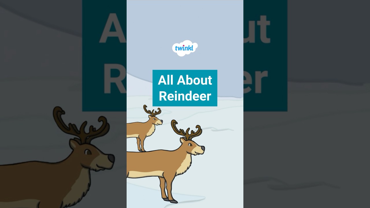 Reindeer Facts for Kids | Arctic Animals | All About Reindeers | Twinkl USA