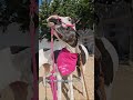 Cutest Dog + Horse Moments You’ll Ever See #cuddleclones #horsevideo #dogvideos #horse #fouryou