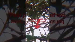 Download Lagu #shorts#pikat#perkutut#lokal#anti gagal#pemula#langsung#bisa#tutorial#marmoyo pikat channel# MP3