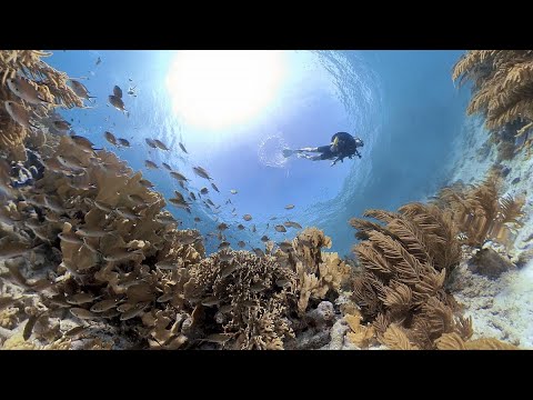 მარჯნის რიფები: ბრძოლა ოკეანის ბიომრავლაფეროვნების გადასარჩენად