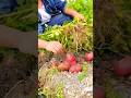 The Process of Harvesting Abundant Red Potatoes in the Garden by Pulling the Stems #shorts