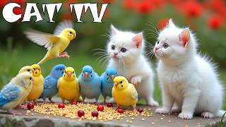 CAT TV For A Stress-Free Environment  😻 Little Birds Daily Life 🦜🐾 Play with Your Home Alone Cats screenshot 4