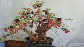 make a mulberry bonsai with a special old stem character
